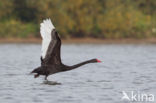 Zwarte Zwaan (Cygnus atratus)