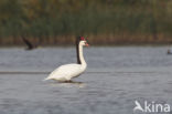 Zwarte Zwaan (Cygnus atratus)