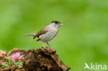 Zwartkop (Sylvia atricapilla)