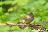 Zwartkop (Sylvia atricapilla)