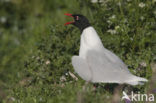 Zwartkopmeeuw (Larus melanocephalus)