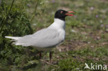 Zwartkopmeeuw (Larus melanocephalus)