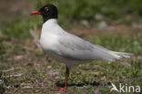 Zwartkopmeeuw (Larus melanocephalus)