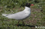 Zwartkopmeeuw (Larus melanocephalus)