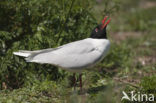 Zwartkopmeeuw (Larus melanocephalus)