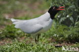 Zwartkopmeeuw (Larus melanocephalus)