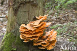 Zwavelzwam (Laetiporus sulphureus)