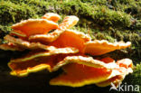 Zwavelzwam (Laetiporus sulphureus)