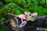 Adonismycena (Mycena adonis) 