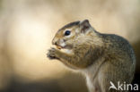 Cape Ground Squirrel (Xerus inauris)