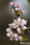 Apple tree (Malus spec.)