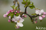 Apple tree (Malus spec.)