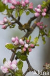 Apple tree (Malus spec.)