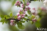 Apple tree (Malus spec.)