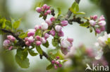 Apple tree (Malus spec.)