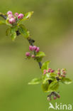 Apple tree (Malus spec.)