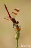 Bandheidelibel (Sympetrum pedemontanum)