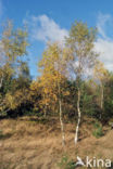 Birch (Betula)