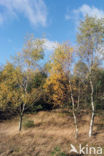 Birch (Betula)