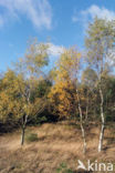 Birch (Betula)