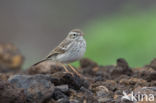 Berthelot s Pipit (Anthus berthelotii)