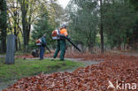 Beech (Fagus sylvatica)