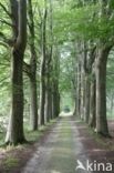 Beech (Fagus sylvatica)