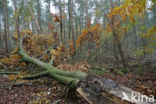 Beech (Fagus sylvatica)