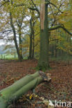 Beech (Fagus sylvatica)