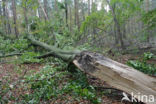 Beech (Fagus sylvatica)