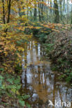 Beech (Fagus sylvatica)