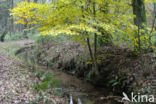 Beech (Fagus sylvatica)