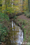 Beech (Fagus sylvatica)