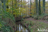 Beech (Fagus sylvatica)