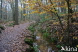 Beech (Fagus sylvatica)