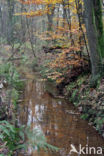 Beech (Fagus sylvatica)