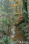 Beech (Fagus sylvatica)