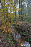 Beech (Fagus sylvatica)