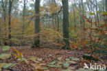 Beuk (Fagus sylvatica)