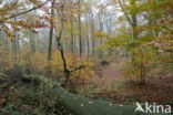 Beuk (Fagus sylvatica)