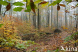 Beuk (Fagus sylvatica)