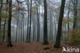 Beuk (Fagus sylvatica)