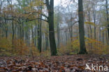 Beuk (Fagus sylvatica)