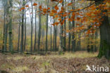 Beuk (Fagus sylvatica)