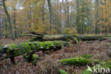 Beuk (Fagus sylvatica)