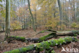 Beuk (Fagus sylvatica)