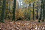Beuk (Fagus sylvatica)