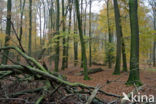 Beuk (Fagus sylvatica)