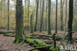 Beuk (Fagus sylvatica)