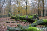 Beuk (Fagus sylvatica)